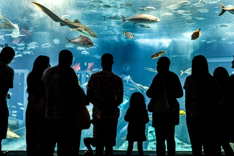 AquaRio oferece promoção especial para moradores do Rio de Janeiro